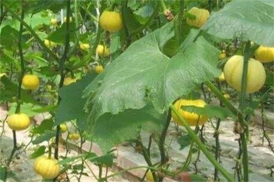 露地甜瓜高產(chǎn)栽培技術(shù)，秋季播種追肥管理