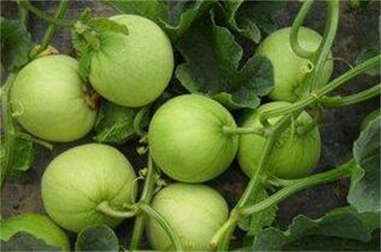 露地甜瓜高產(chǎn)栽培技術(shù)，秋季播種追肥管理
