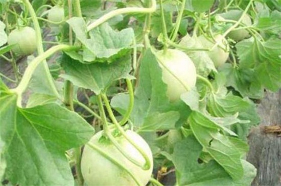 露地甜瓜高產(chǎn)栽培技術(shù)，秋季播種追肥管理